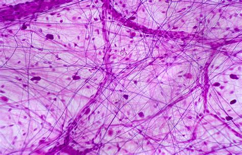 Photomicrograph Of Areolar Connective Tissue Photograph By Cultura My