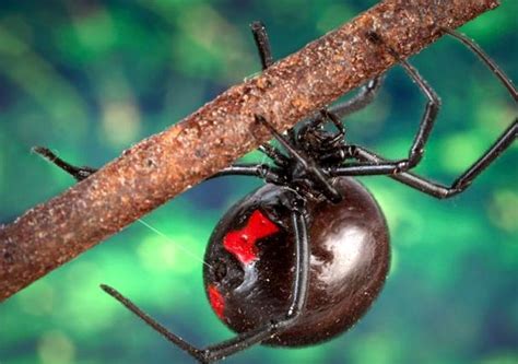 7 Photos What Does A Black Widow Spider And His Bite Look Like