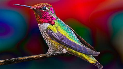 Are Hummingbirds Color Blind Hummingbirdhobbyist