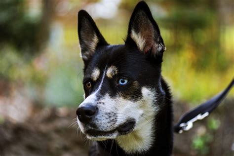 Siberian husky x beagle mix = beaski. 30 Handsome Husky Mixes - The Siberian Husky Mix Guide