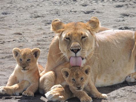 Lioness And Her Cubs Just Outside Serengeti National Park In Tanzania