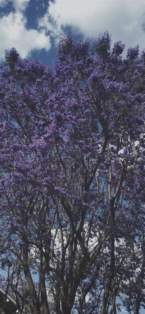 Top 999 Purple Tree Wallpaper Full Hd 4k Free To Use