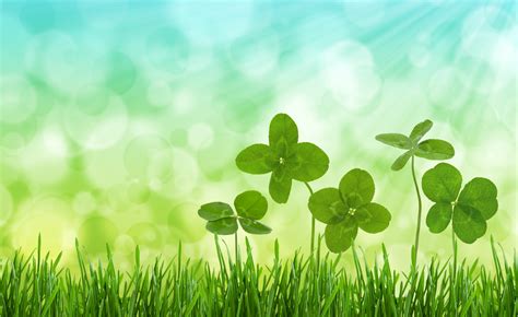 Oxalis looks a lot like clover, but you can tell the difference by looking closely at the leaves. March News: Nutrition is Important - AW Health Care