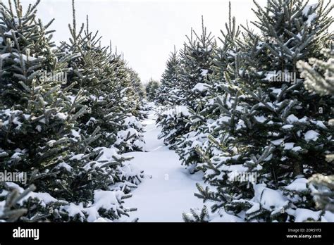 Evergreen Trees Snow Close Up Hi Res Stock Photography And Images Alamy