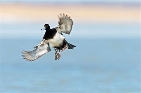 Broadbill the helminth communities of the small intestines of 45 lesser scaup ducks sampled from 13 lakes in alberta, canada, were examined for patterns of association among species. Lesser Scaup, Aythya affinis, male, Saginaw Bay, Michigan ...