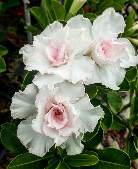New Rosy Adenium Flores Bonitas Flores Exóticas Rosa Del Desierto