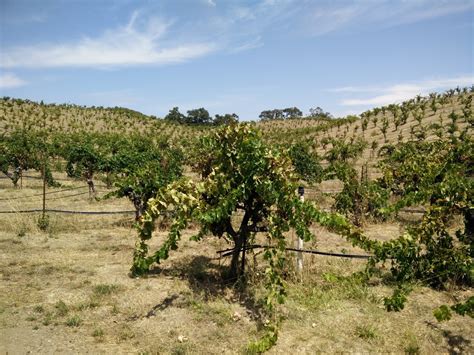 Красное сухое вино из региона калифорния, сша. Ridge Vineyard - Lytton Springs (August 2015) - Andre Wine ...