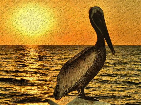 Pelican At Sunset Smithsonian Photo Contest Smithsonian Magazine