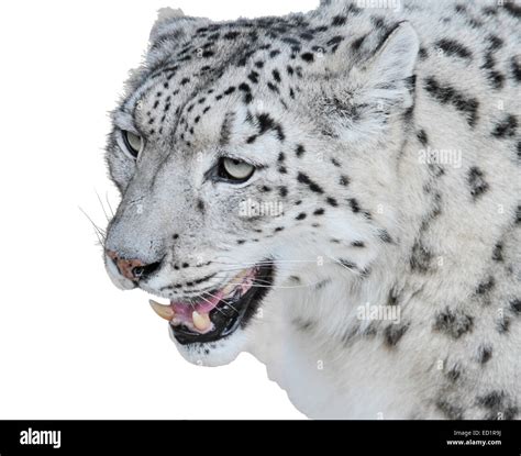 Close Up Of Beautiful Snow Leopard Head Stock Photo Alamy