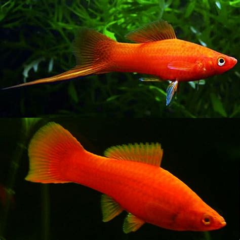 swordtails red velvet swordtail xiphophorus hellerii 5cm copy aquarium central