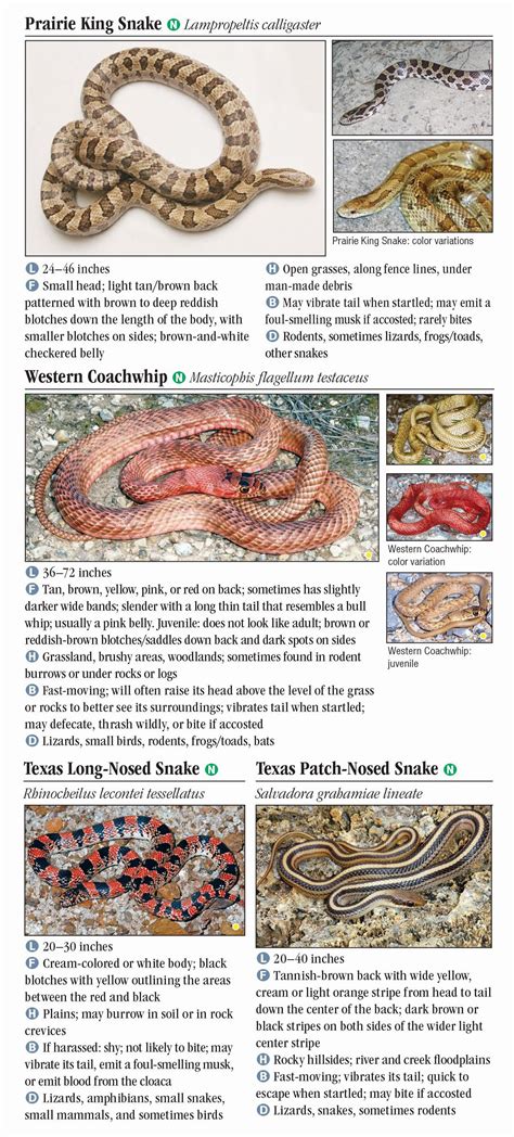 Texas Snakes Identification Chart