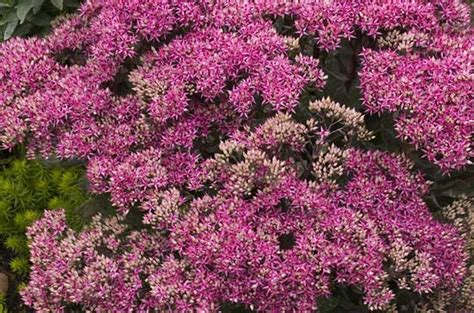 Planting flowers that attract butterflies, hummingbirds, and other pollinators are a beautiful and lasting way to enjoy nature. Top 10 Flowers That Attract Bees - Birds and Blooms ...