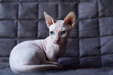 These Are The Best Hypoallergenic Cat Breeds For People With Allergies