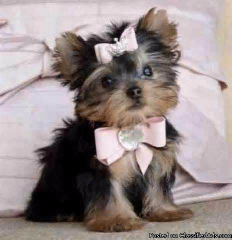 Premium teacup puppies strives in bringing home to you the most exclusive and tiniest size micro teacup puppies with stellar health and for each one of them, their own amazing personality. Cute and lovely Teacup yorkie puppies available for Sale ...