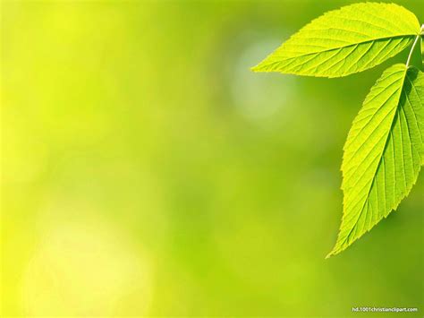 Green Leaves Powerpoint Templates Green Leaf Background Background