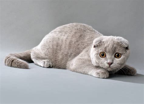 14 Most Expensive Cat Breeds In The World Pulptastic