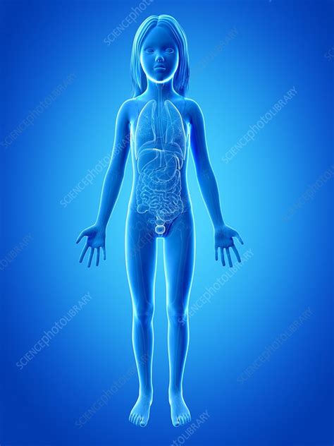 These are also a number of other organs that work together with these vital. Internal organs of girl, illustration - Stock Image - F011 ...