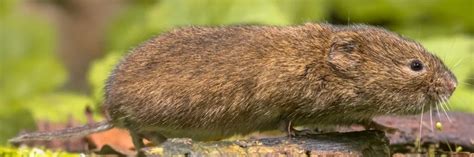 How To Tell The Difference Between Gophers Moles And Voles
