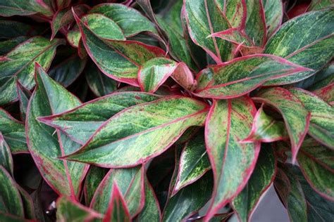 Nerve plant (fittonia) nerve plants are beautiful indoor plants with red veins in the leaves. House Plants | Patuxent Nursery | Beauty By Nature | Pinterest | Green plants, Tropical and Red ...