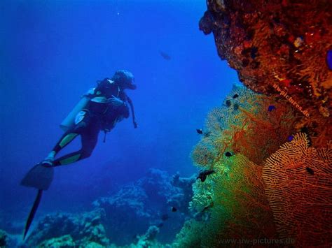 Diving Scuba Underwater Reef Swim Hd Wallpaper Peakpx