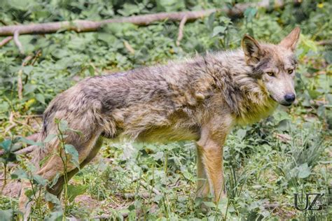 Utica Zoo Officially Announces The Arrival Of Four Mexican Gray Wolves