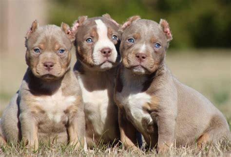 Worldwide american bully puppies (shipping worldwide). Elite Quality XL American Bully Breeders - Bully Fiendz