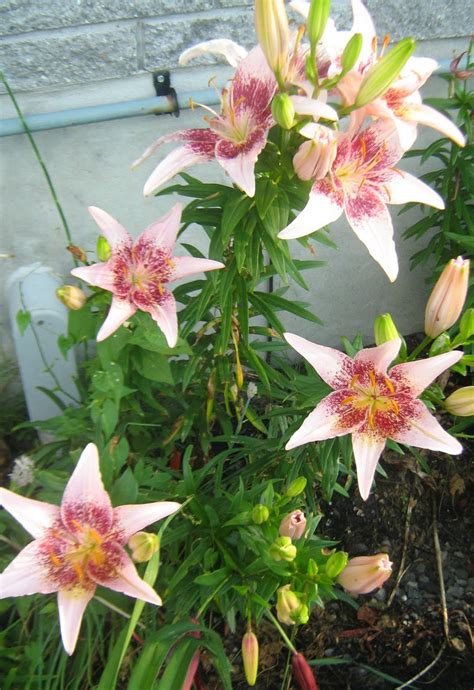 The Musical Gardener Asiatic Lilies
