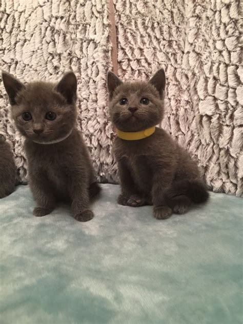 Find photos of russian blue cat. Russian Blue Cats For Sale | Seattle, WA #196123 | Petzlover