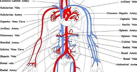 All veins ultimately drain into superior the blood vessels (major veins) entering the right atrium of heart are svc (superior vena cava) the blood vessels leaving the heart are pulmonary trunk or say pulmonary artery from right. Blood Vessels