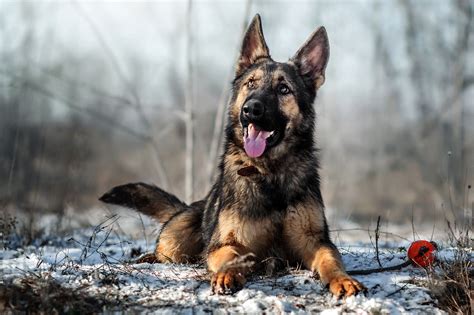 Animal German Shepherd Hd Wallpaper