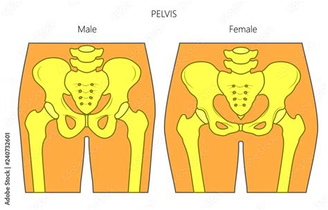 Obraz Vector Illustration Of A Human Pelvis Difference In Anatomy Of