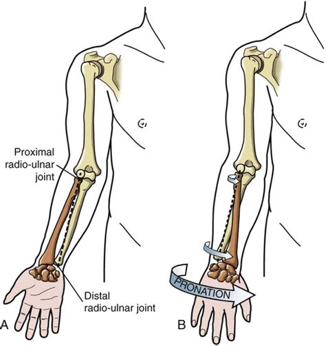 Structure And Function Of The Elbow And Forearm Complex