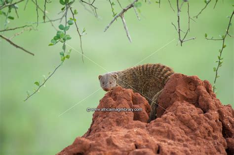 Photos And Pictures Of Banded Mongoose Mungos Mungo Sitting On A