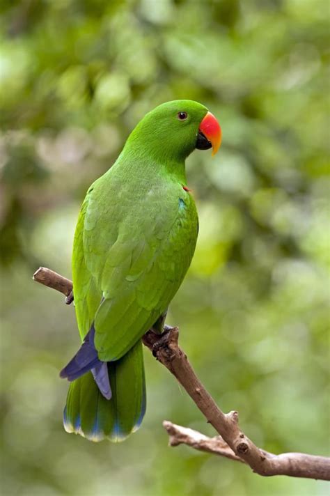 17 Best Images About Amazon Parrots On Pinterest South
