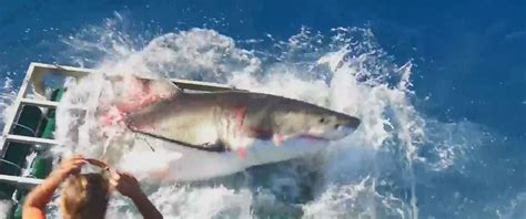 Video Captures Moment Great White Shark Breaks Open Cage With Diver