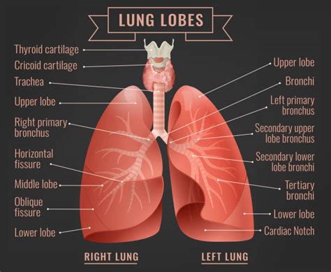40300 Lung Anatomy Stock Photos Pictures And Royalty Free Images Istock
