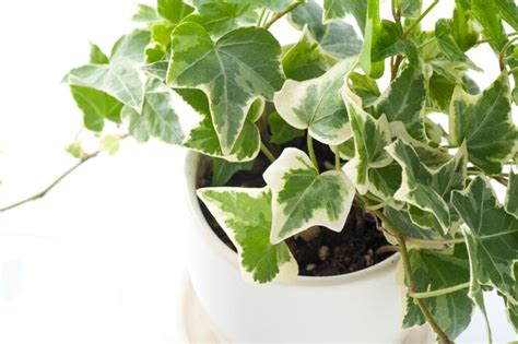 Follow This Guide To Ivy Plant Care To Grow Colorful Contained Vines