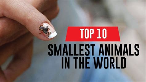 Top 10 Smallest Animals In The World Youtube