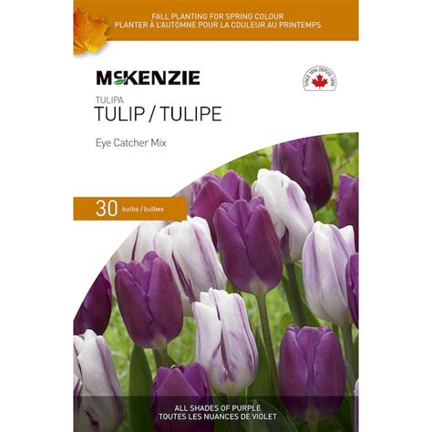 Mélange de tulipes tape a l oeil McKenzie nuances de violet 30