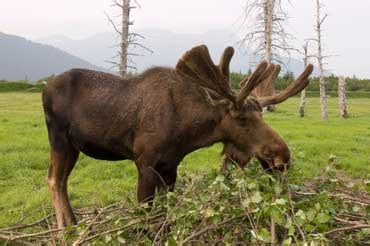 Each state is ranked based on 19 different categories of animal protection. Alaska Lesson with Photos, Page 3