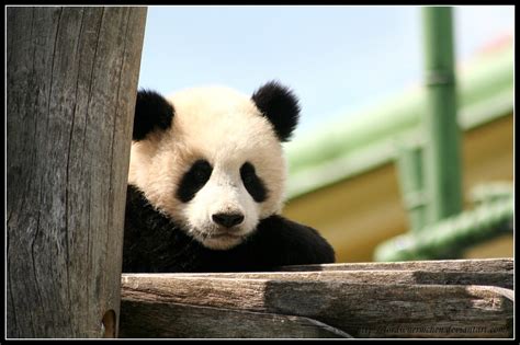 Fluffy Panda By Af Photography On Deviantart