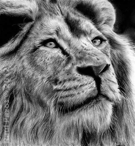 2 Dibujo A Carboncillo De Un León Animal Drawings Drawings Lion