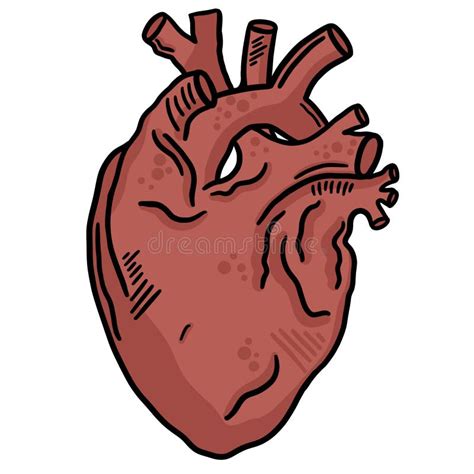 Human Heart Line Art Vector Illustration Clip Art Stock Vector