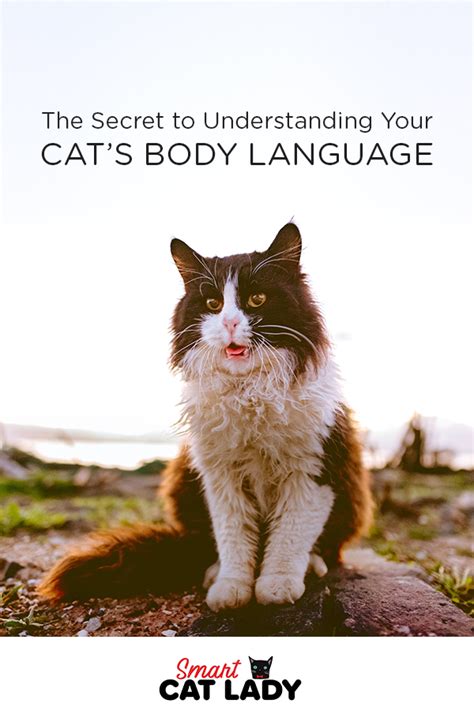 The Secret To Understanding Your Cats Body Language Cat Body Cats