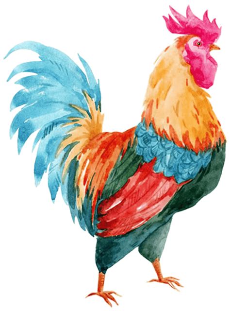 Rooster Cock Png Image Background Png Arts