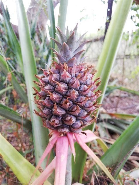 Baby Pineapple Cairns Australia Rpics