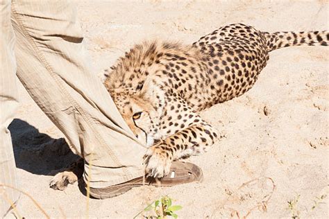 Best Cheetah Leg Stock Photos Pictures And Royalty Free Images Istock