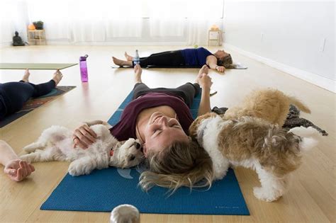 Puppy Yoga Toronto Yoga Kawa