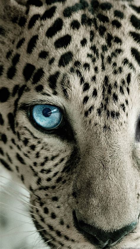 Top 48 Imagen Leopardo Fondo De Pantalla Vn