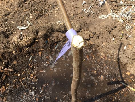 My Experience Planting Bare Root Fruit Trees For The First Time A